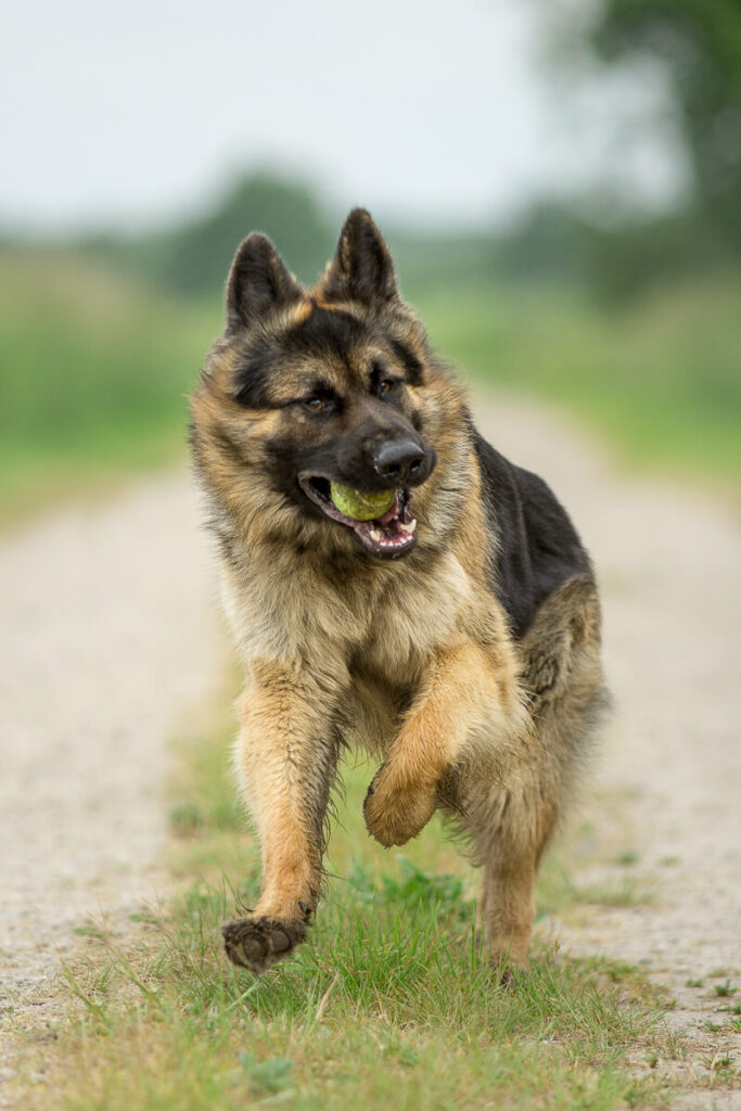 Hondenportret van een Oud Duitse herdershond bij Cattenbroekerplas Woerden