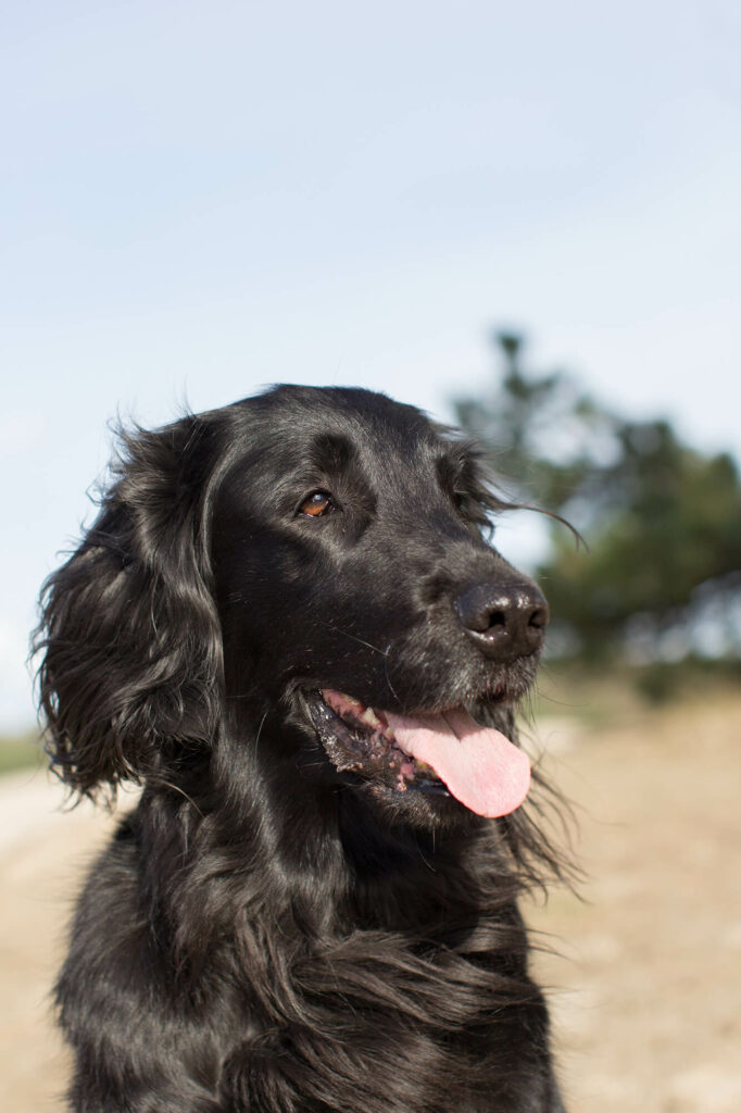 Hondenportret met Flat Coated Retriever hond in Soesterduinen