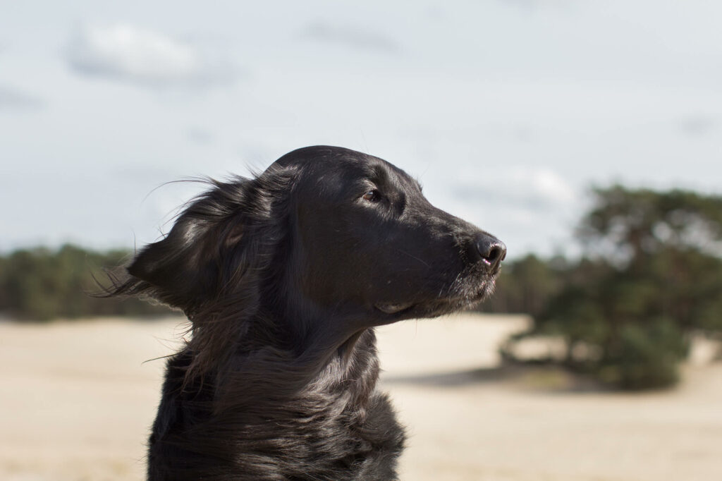 Hondenportret met Flat Coated Retriever hond in Soesterduinen