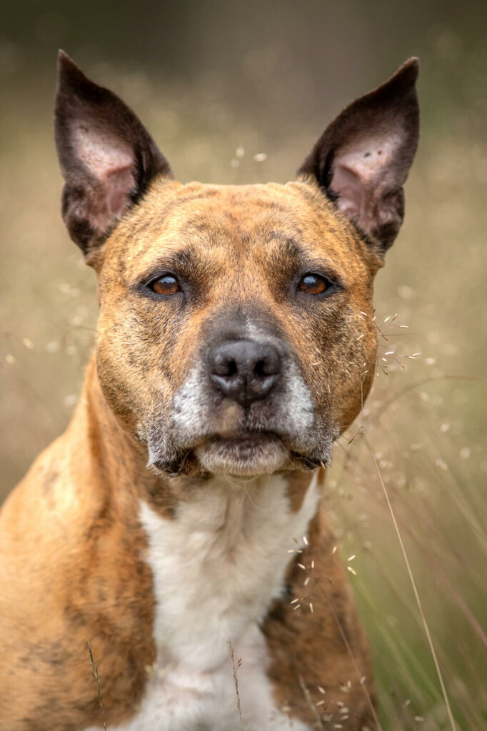 Hondenportret van mijn eigen Amerikaanse Stafford hond Dany op de Doornspijkse heide