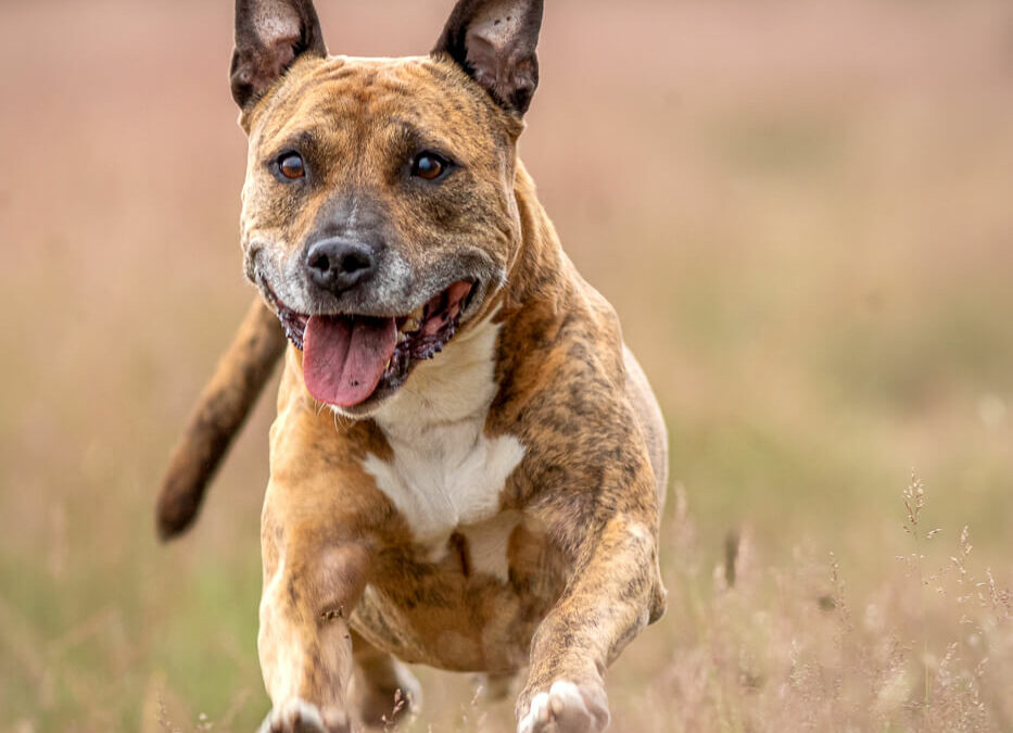 fotoshoot hondenfotografie amerikaanse staffordshire terrier mijn eigen hond