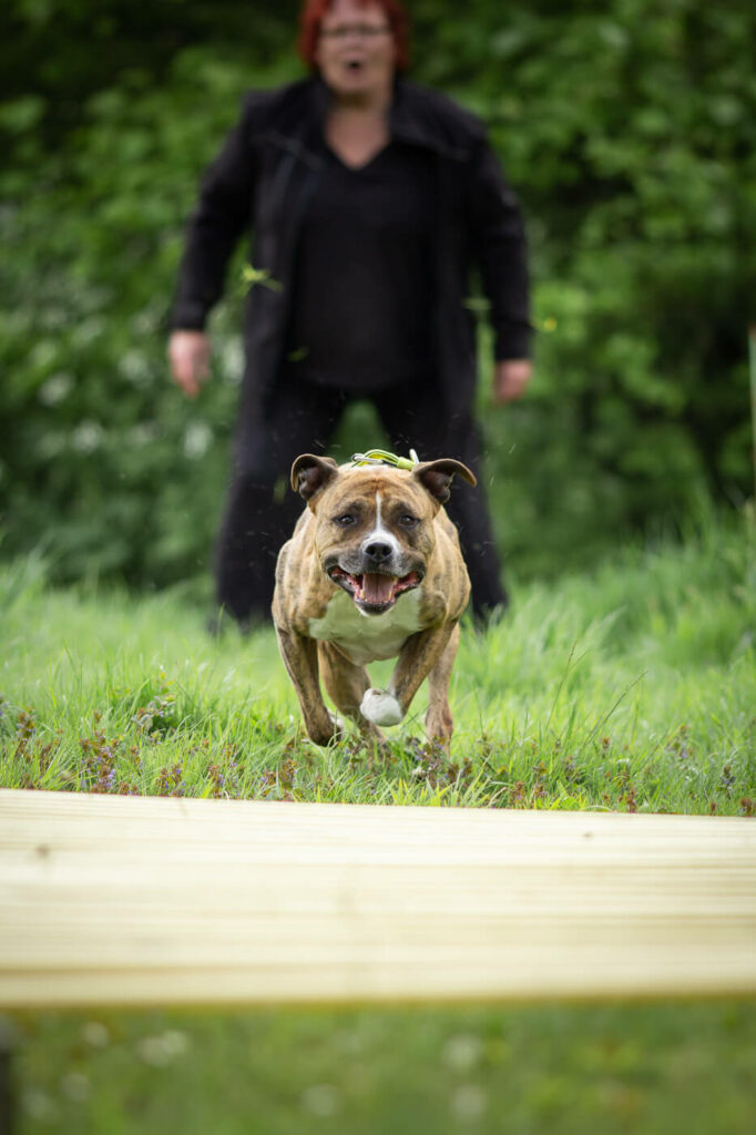 Hondenportret met Amerikaanse Staffordshire terrier hond van Sporting Amstaff in Nijmegen