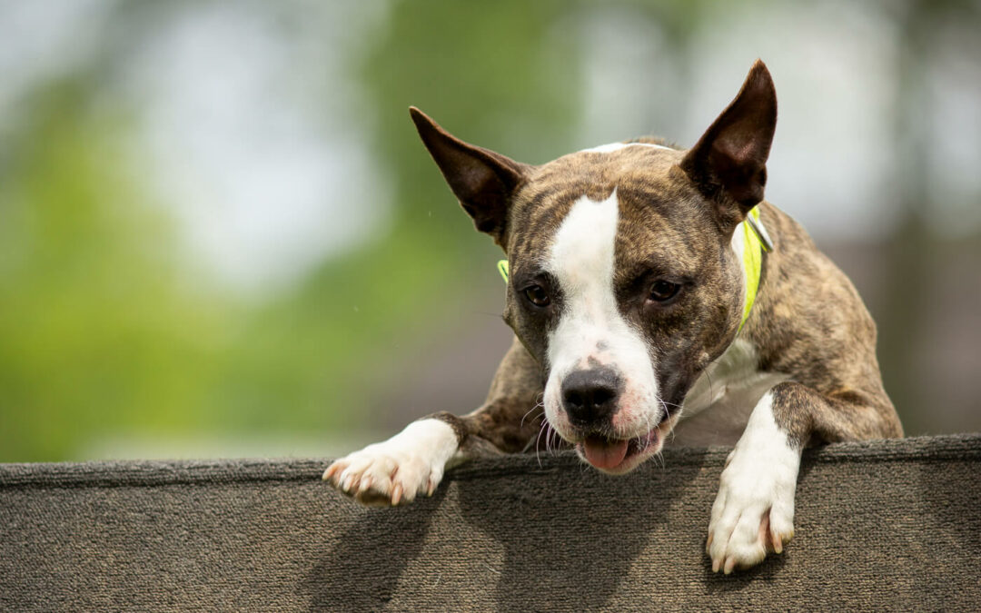 Fotoshoot hondenfotografie Amerikaanse staffordshire terrier honden van Sporting Amstaff