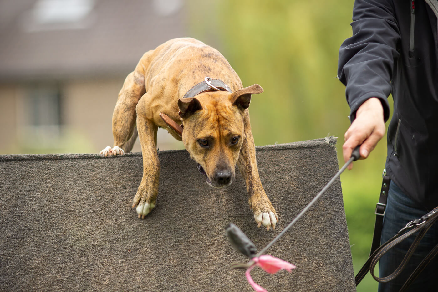 Fotoshoot met je hond Amerikaanse Staffordshire terrier sporten met je hond-1895 Hondenportret met Amerikaanse Staffordshire terrier hond van Sporting Amstaff in Nijmegen