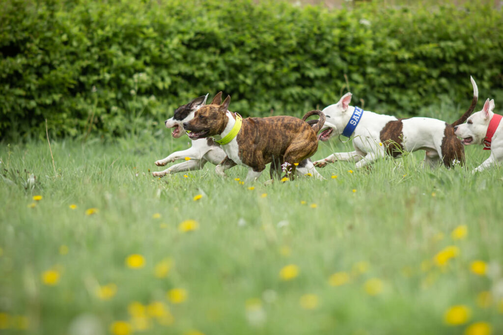 Hondenportret met Amerikaanse Staffordshire terrier honden van Sporting Amstaff in Nijmegen