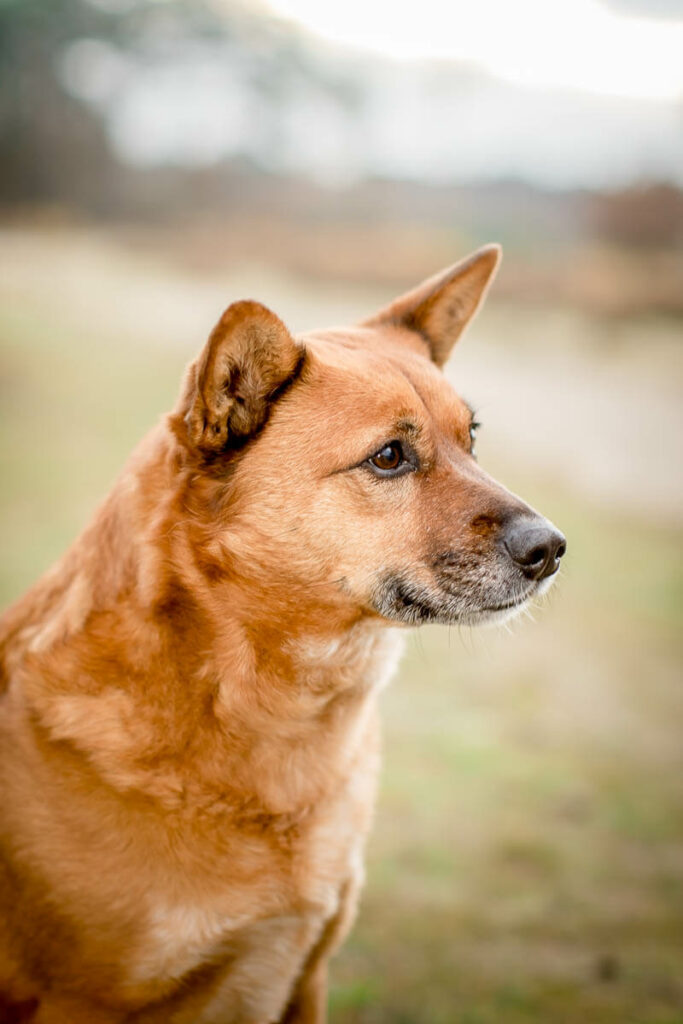 Hondenportret van een Australian Shepherd hond in Soestduinen