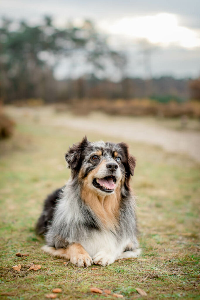 Hondenportret van een Australian Shepherd hond in Soestduinen