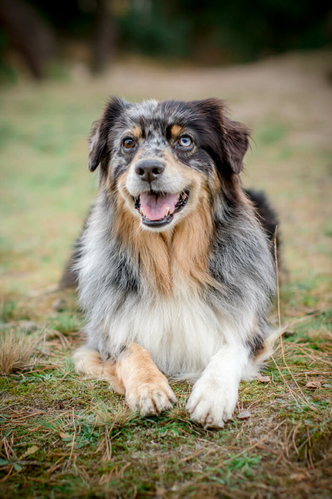 Hondenportret van een Australian Shepherd hond in Soestduinen