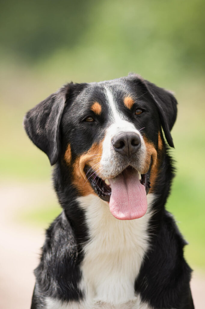 Australiën Sheperd en Grote Zwitserse Sennenhond