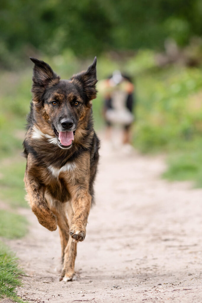 Australiën Sheperd en Grote Zwitserse Sennenhond