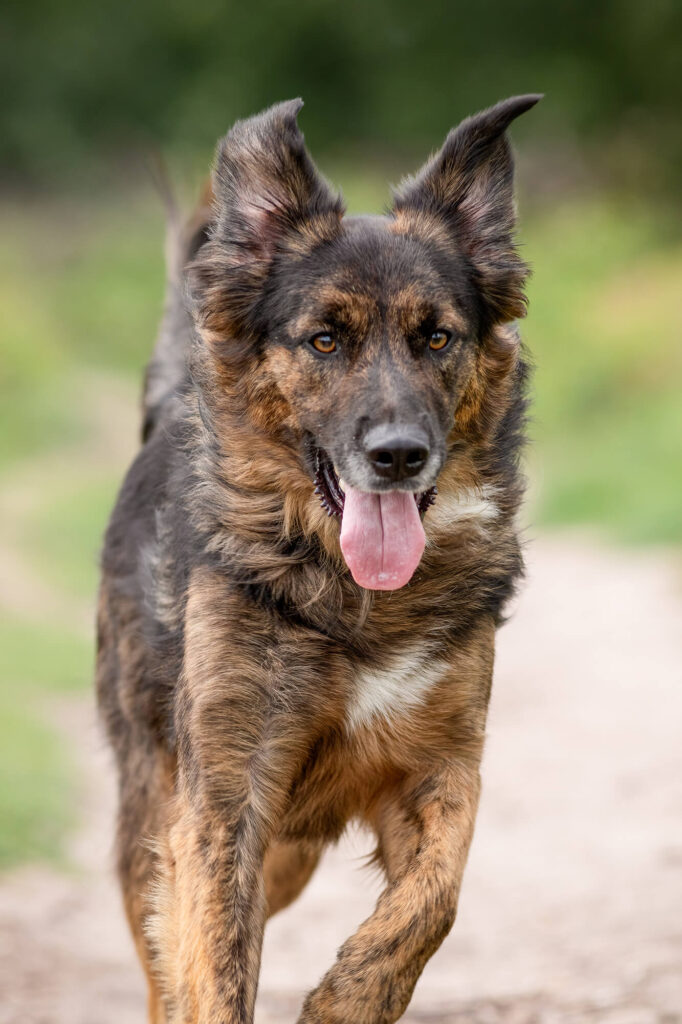 Australiën Sheperd en Grote Zwitserse Sennenhond