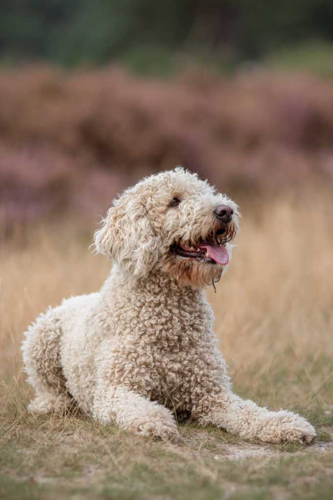 Double Doodle Anny tijdens fotoshoot in Soesterduinen zomeravond