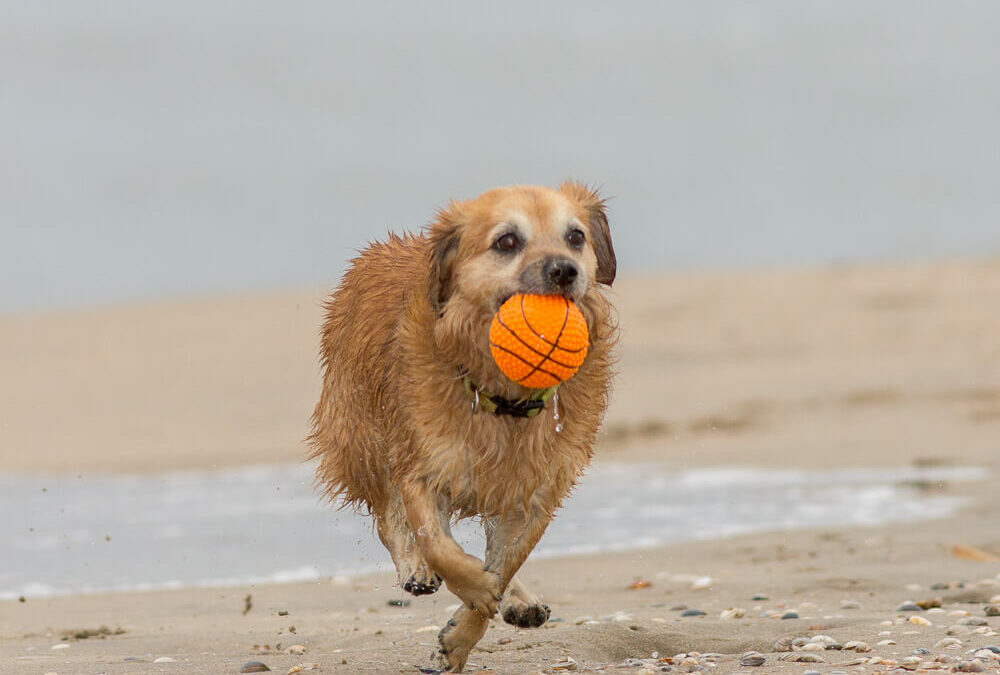 Hondenfotografie fotoshoot met hond op het strand in Noordwijk