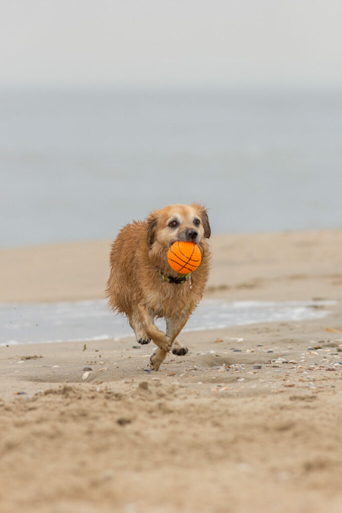 Hondenportret van een hond op het strand van Noordwijk