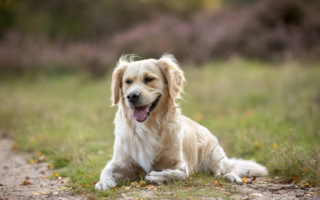 Fotoshoot Golden Retriever Hoorneboegse Heide Hilversum