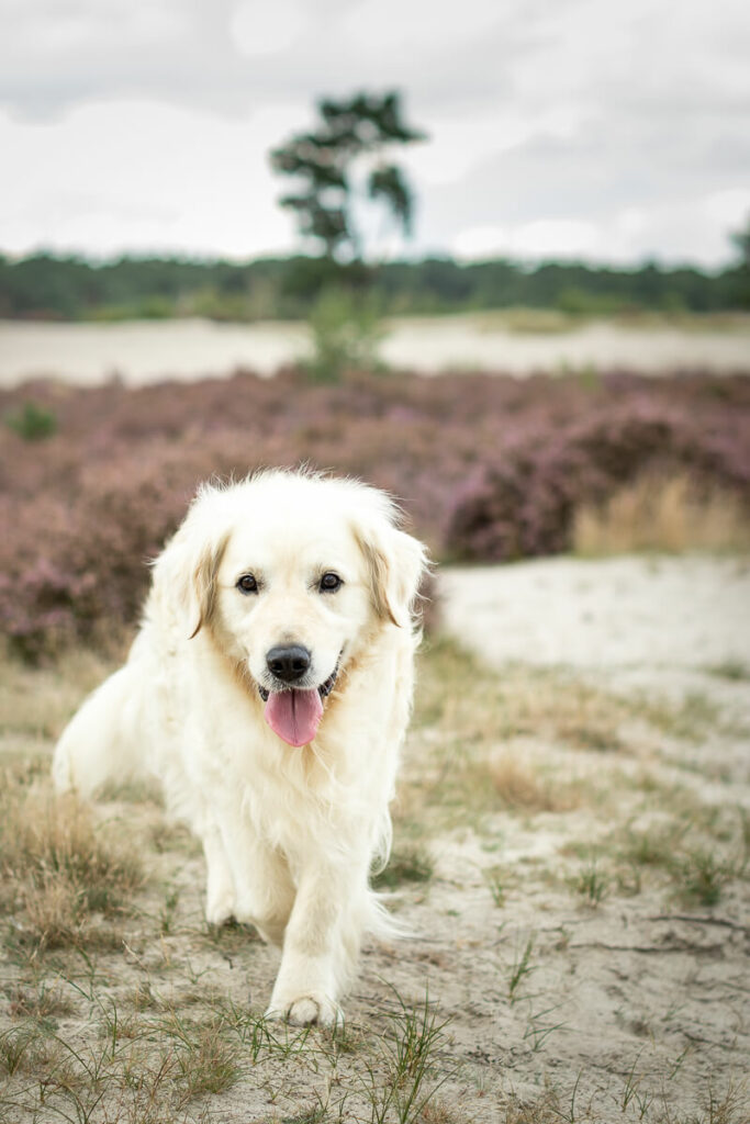 Hondenportret Golden Retriever hond in Soesterduinen