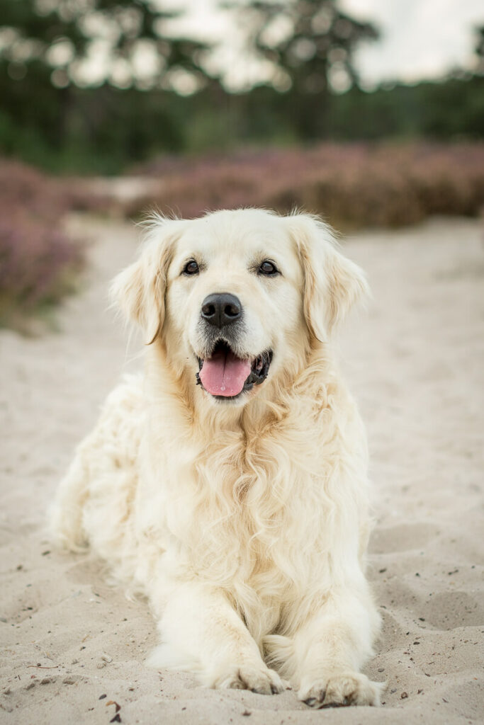 Hondenportret Golden Retriever hond in Soesterduinen