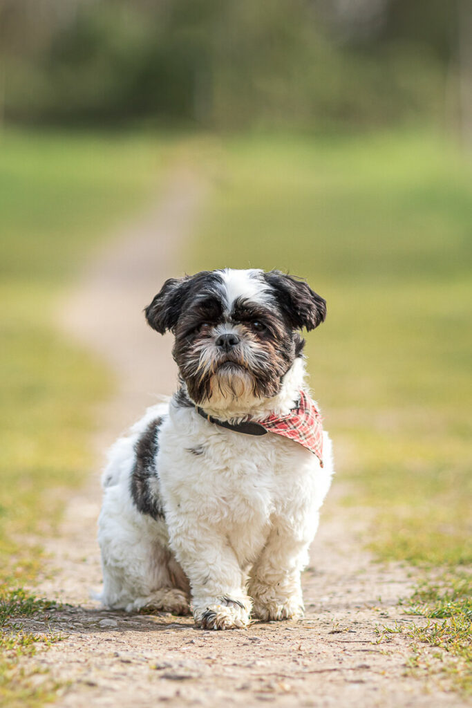 Hondenportret van een Shih tzu hond in het IJsselsteinse Bos