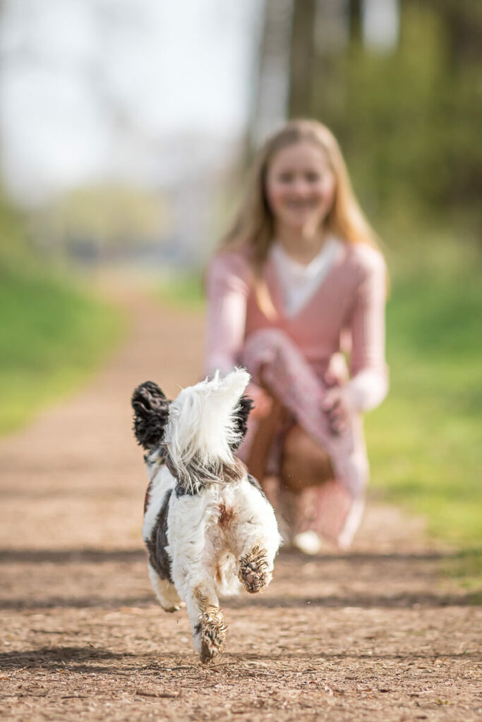 Hondenportret van een Shih tzu hond in het IJsselsteinse Bos