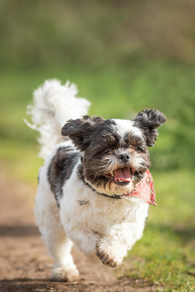 Hondenportret van een Shih tzu hond in het IJsselsteinse Bos