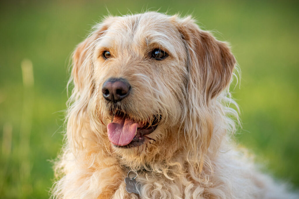 Portret Labradoodle hond