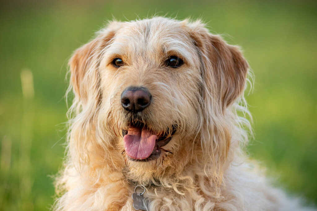 Portret Labradoodle hond