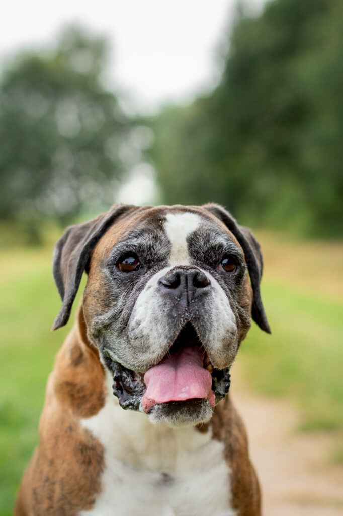 Hondenportret van een Boxer hond In het IJsselsteinse Bos