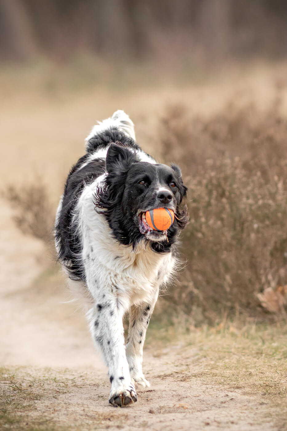 Portret Friese Stabij hond en baasje in Soesterduinen