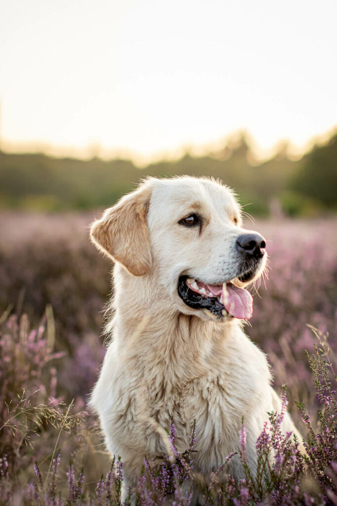 Hondenportret Golden Retriever hond op de Hoorneboegse Heide Hilversum