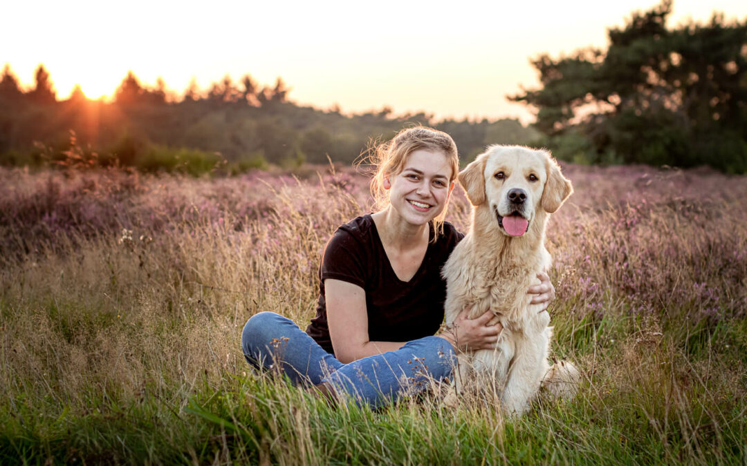 Hondenfotografie Golden retriever Hoorneboegse Hei