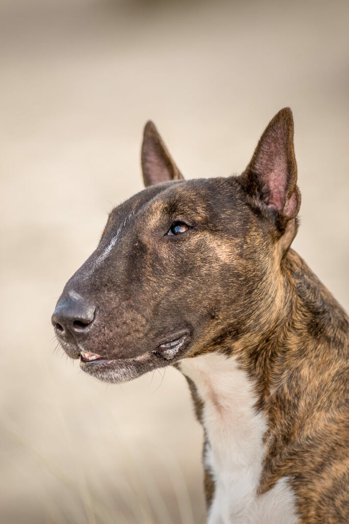 Hondenportret Mini Bull terrier hond in Soesterduinen