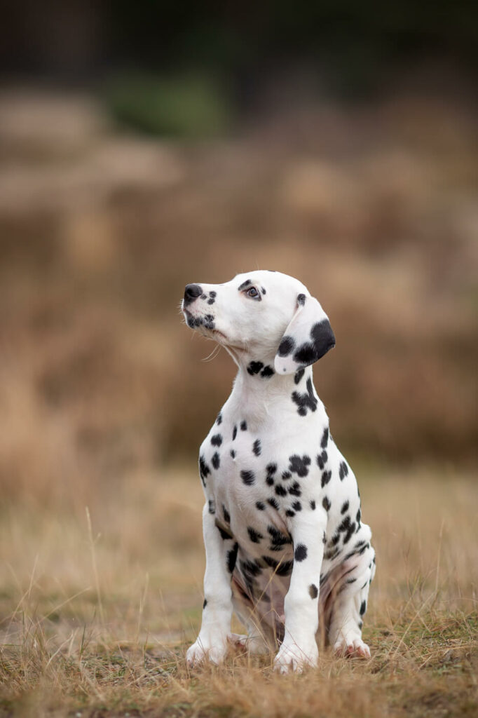 Hondenportret van een Dalmatier puppy in Soesterduinen