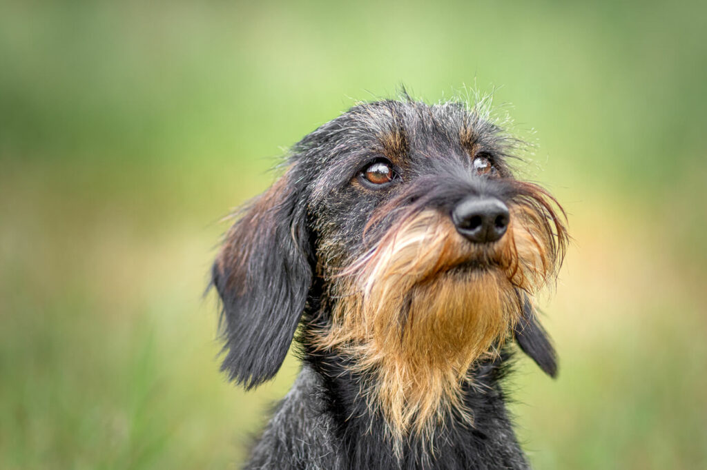 Hondenportret van een Mini Teckel hond op de Hoorneboegse Heide Hilversum