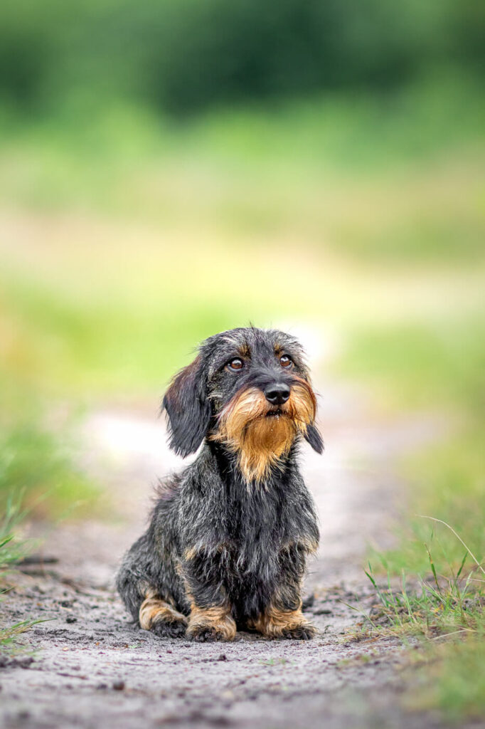 Hondenportret van een Mini Teckel hond op de Hoorneboegse Heide Hilversum
