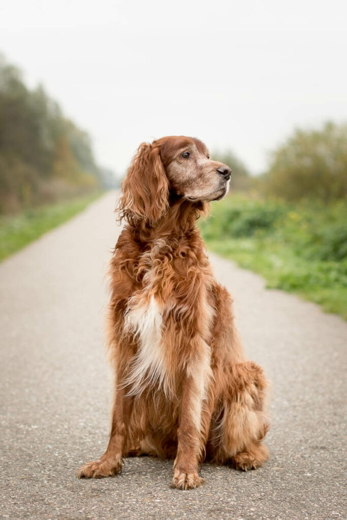Hondenportret van een Ierse Setter hond bij de Cattenbroekerplas in Woerden