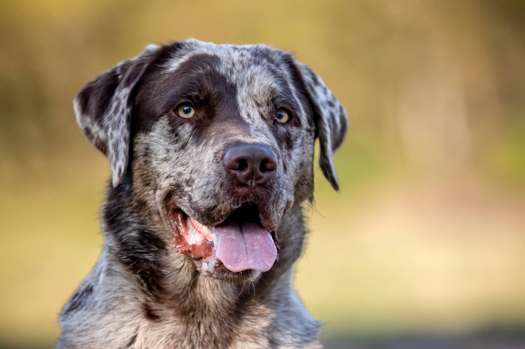 Portret Labrador hond