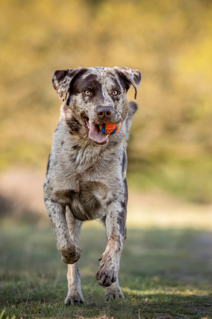 Portret Labrador hond