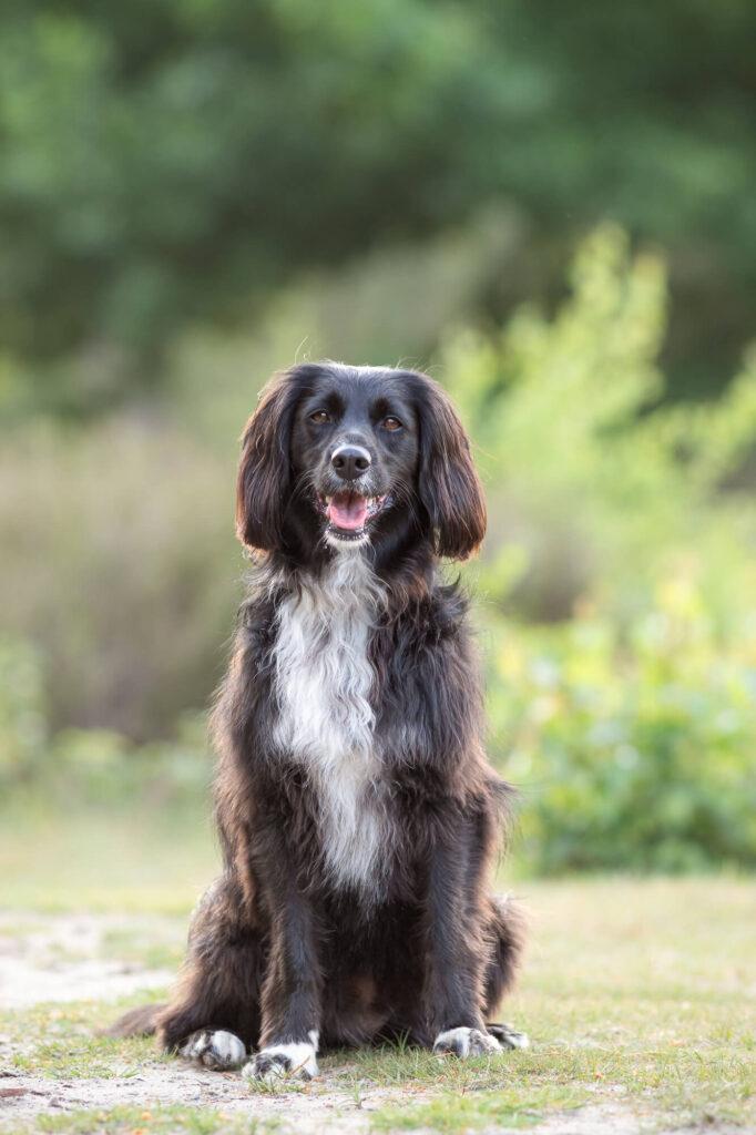 Fotoshoot met Ziva in Soesterduinen