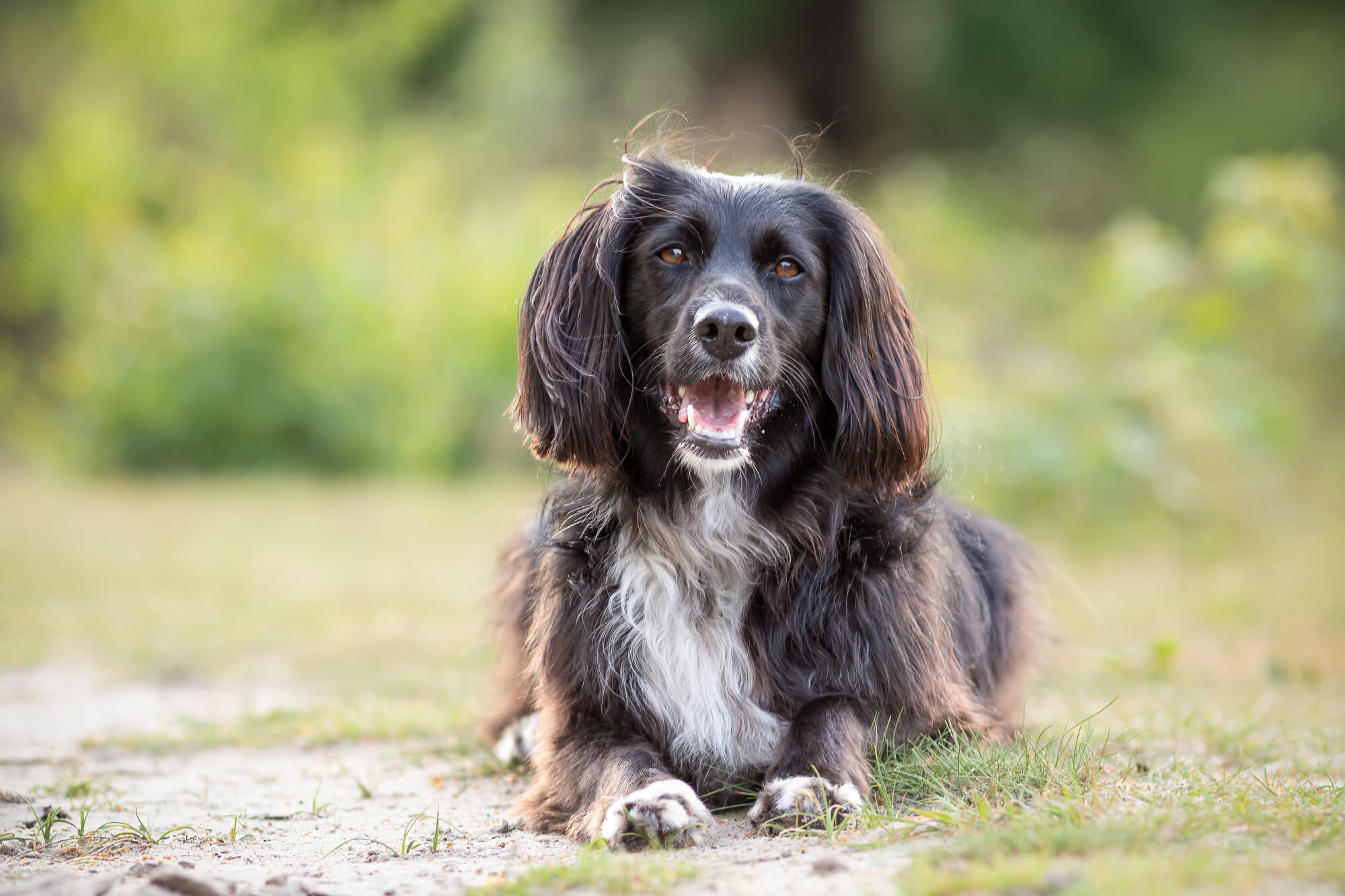 Fotoshoot met Ziva in Soesterduinen