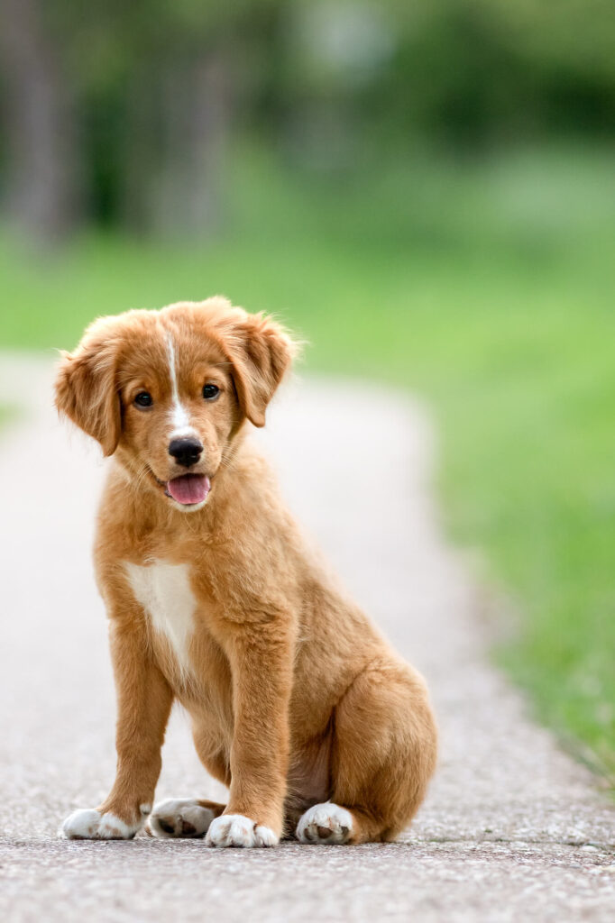Pup Loki Nova Scotia Duck Tolling Retriever in het Brediuspark Woerden
