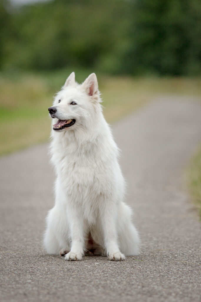 Hondenportret van een Witte herdershonden Praktijk voor hondengedrag