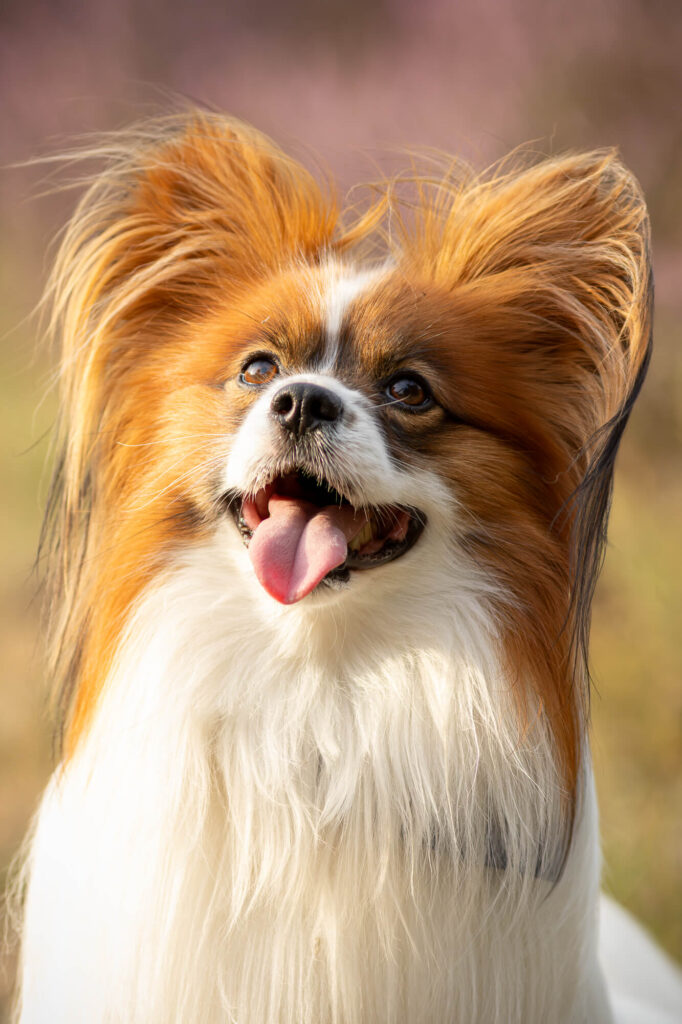 Fotoshoot met Vlinderhondje Frenkie Hoorneboegse heide