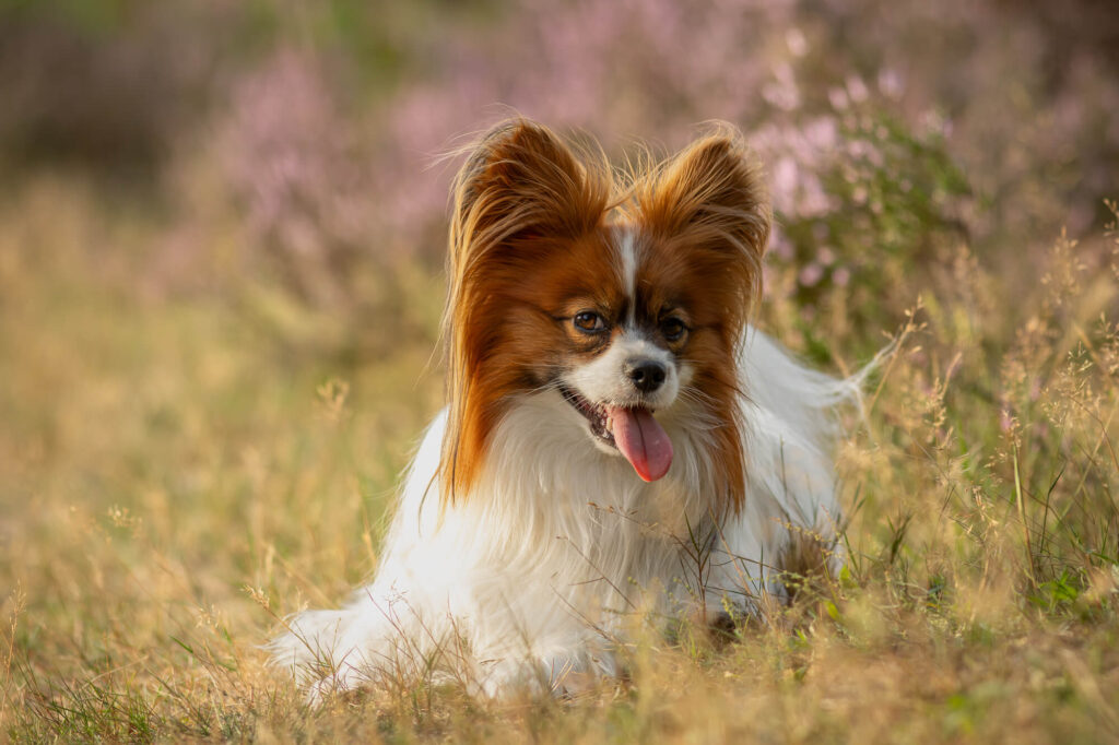 Fotoshoot met Vlinderhondje Frenkie Hoorneboegse heide