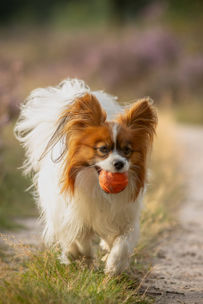 Fotoshoot met Vlinderhondje Frenkie Hoorneboegse heide