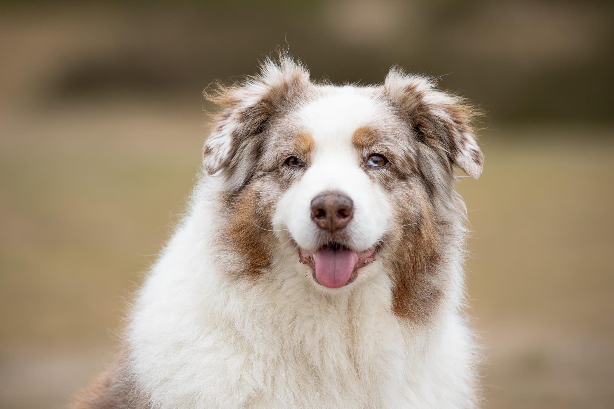 Australian Shepherd Kaya kijkt alert in de camera tijdens een fotoshoot in de Soesterduinen