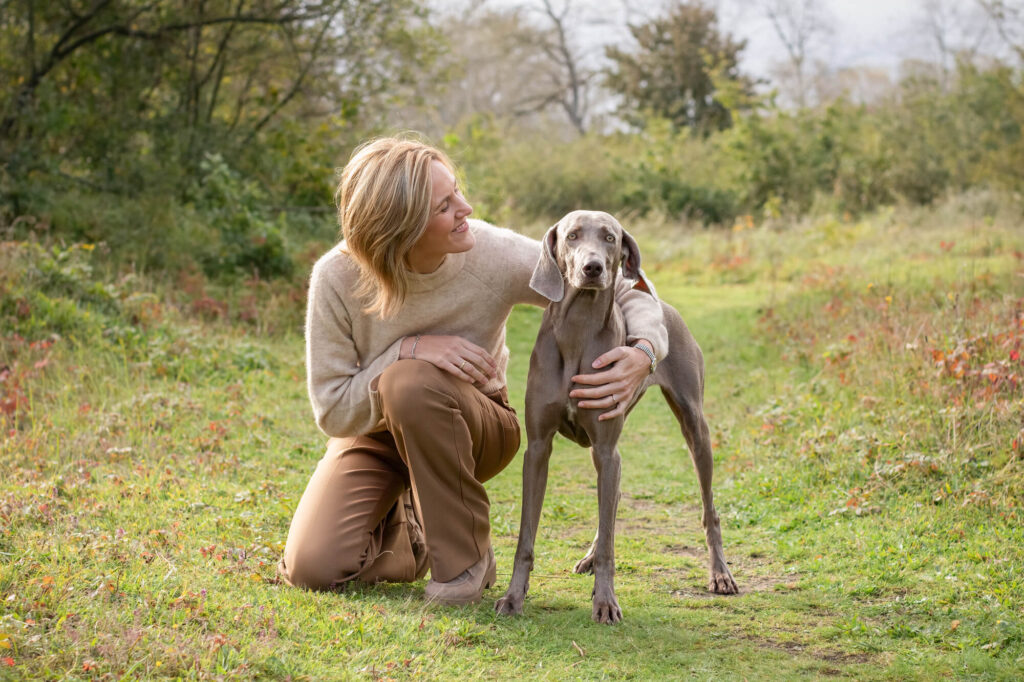 Weimaraner hond in België Koksijde