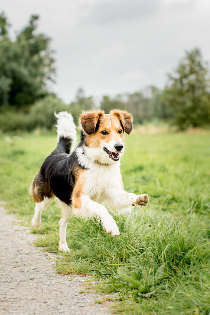 Hondenportret van een Border Collie Sheltie hond in het Reeuwijkse Hout