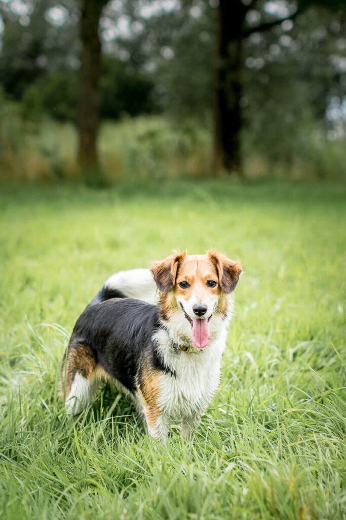 Hondenportret van een Border Collie Sheltie hond in het Reeuwijkse Hout