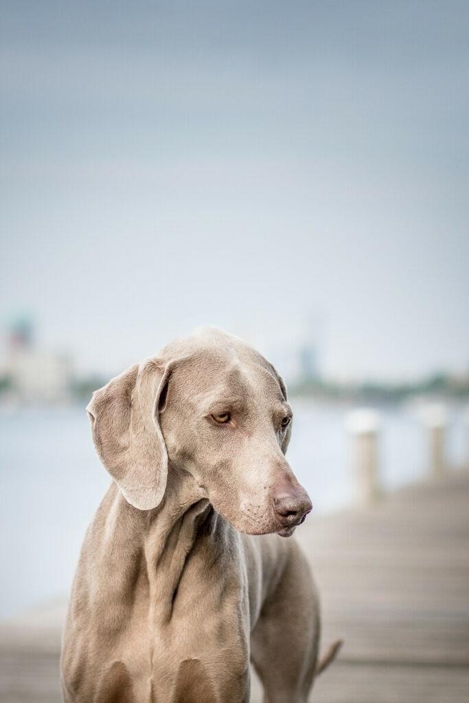 Hondenportret kort harige Weimarse hond bij de Kralingse plas in Rotterdam