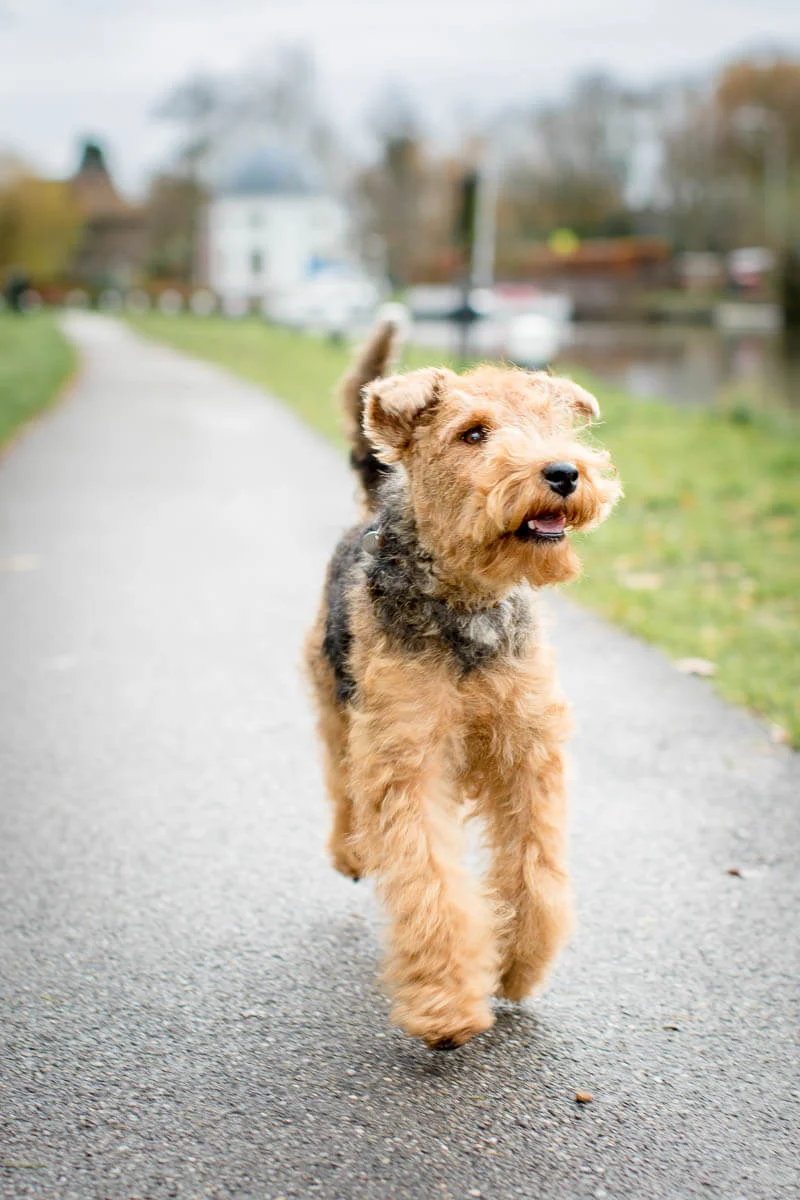 Fotoshoot-met-je-hond-hondenfotograaf-Welsh-terriër-maarssen-6123 welsh terriër wandelt langs de Vecht in Utrecht